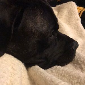 Meet your Posher, Dani